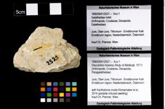 Foto (Objekt + Etikett) von Discutiolira moesica (Muţiu & Bădăluţă, 1971)  (NHMW-GEO-1990-0041-2521)